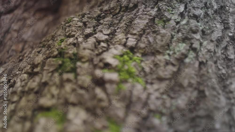 Macro shot of a branch with bark and moss