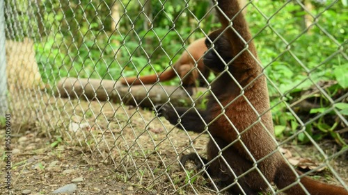 Monkey in Center for care and rehabilitation of animals in Amazon rainforest, Ecuador. Slow-motion photo