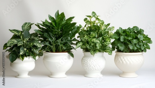 Elegant Houseplants in White Pots