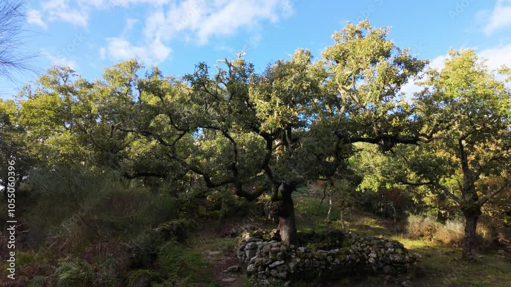Ancient oak tree in Santa Mariña de Augas Santas, a historical site in Allariz, Galicia, Spain Ancient oak tree in Santa Mariña de Augas Santas, a historical site in Allariz, Galicia, Spain