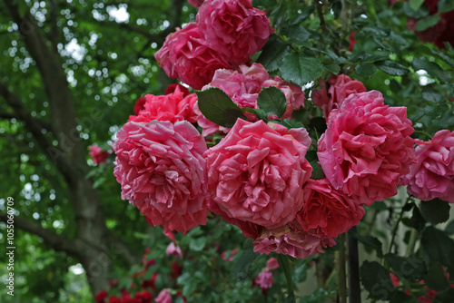 beautiful blooming Rosarium Uetersen rose with blur background. Perfect for botanical collections, nature-inspired decor