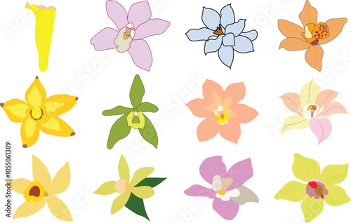 Set of Vanilla flower - Vanills flower vector full color illustration.