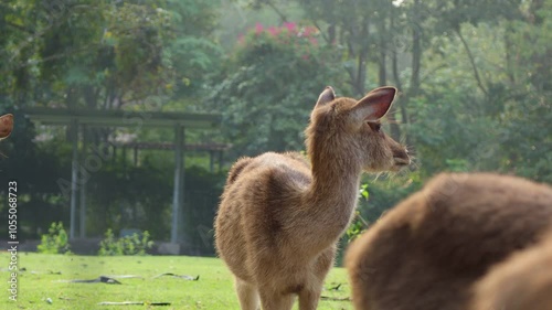 close up of deer eating grass in a green meadow. Beautiful deers walking on the green grass field.