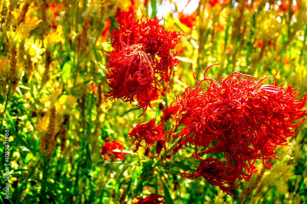 A vibrant red bouquet of Cockscomb flowers (*Celosia argentea*), showcasing their unique velvety texture and bold color. Ideal for floral designs, nature themes, and decorative purposes. A vibrant red bouquet of Cockscomb flowers (*Celosia argentea*), showcasing their unique velvety texture and bold color. Ideal for floral designs, nature themes, and decorative purposes.