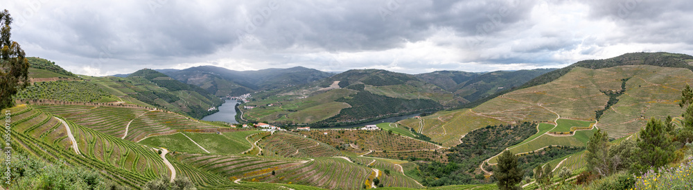 Historical grapevine agriculture for portwine in the famous Douro valley Historical grapevine agriculture for portwine in the famous Douro valley