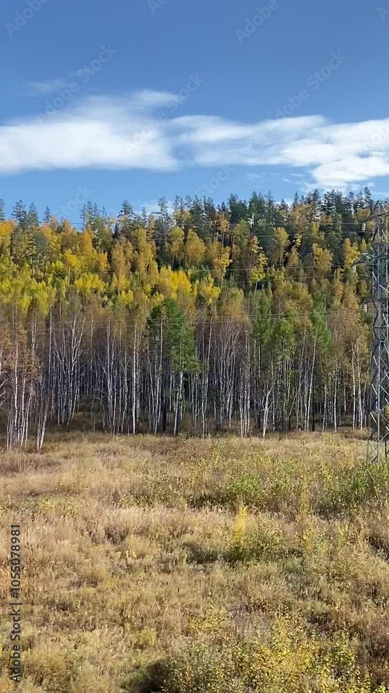 View along the road among the trees during autumn. Lots of bright autumn trees of different species, mixed forest View along the road among the trees during autumn. Lots of bright autumn trees of different species, mixed forest