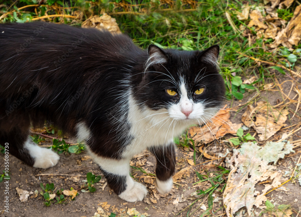 Beautiful cat with yellow eyes. Beautiful cat with yellow eyes.