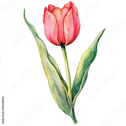 tulip flower watercolor clipart illustration