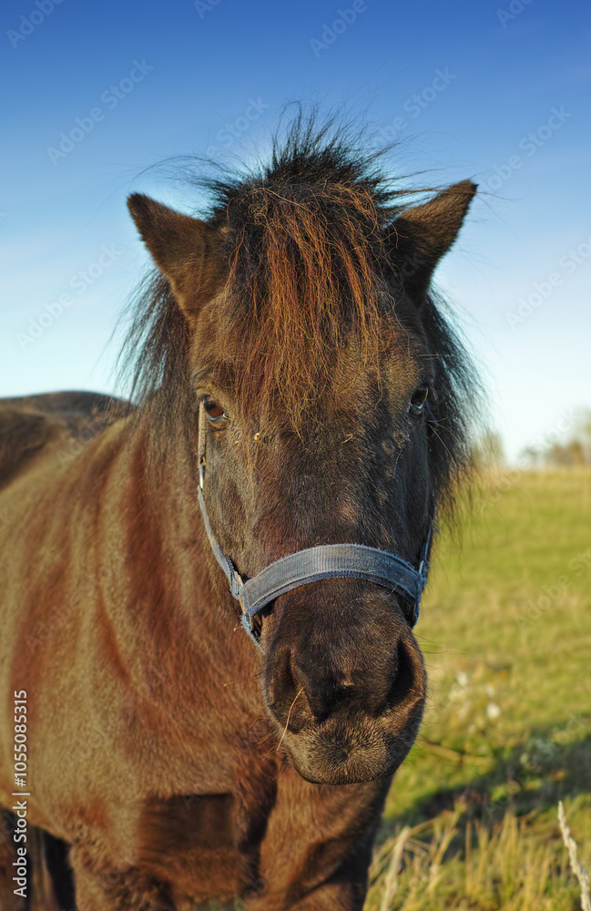 Obraz premium Farm, nature and portrait of horse in field for grazing, eating grass and healthy environment. Agriculture, countryside background and closeup of animal outdoors for sustainability, growth and ranch