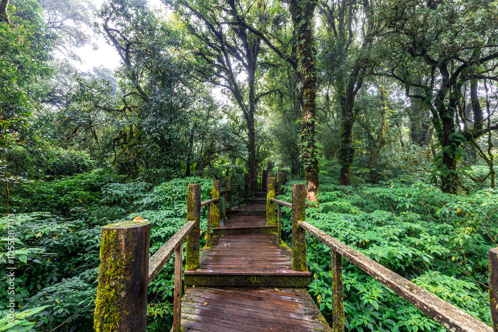 The natural background on the top of a high mountain, the cold air and fog covering the various trees, the richness of the rainforest, always makes travelers stop by to study the route. The natural background on the top of a high mountain, the cold air and fog covering the various trees, the richness of the rainforest, always makes travelers stop by to study the route.