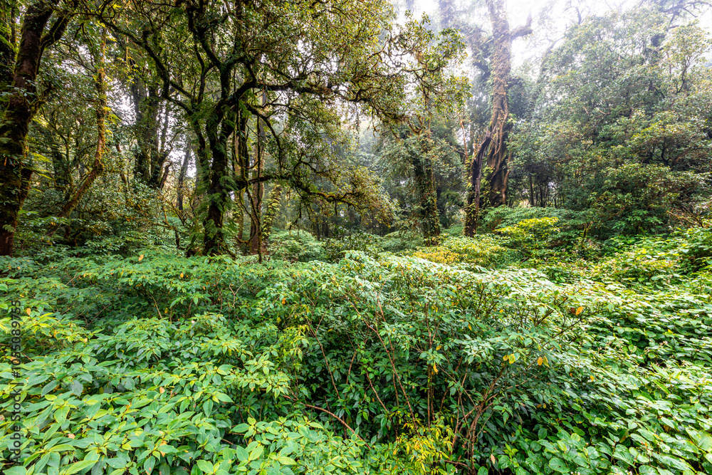 Fototapeta premium The natural background on the top of a high mountain, the cold air and fog covering the various trees, the richness of the rainforest, always makes travelers stop by to study the route.