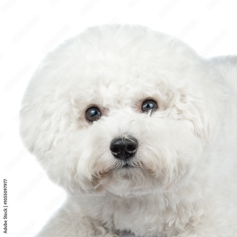 Bichon Frise puppy. Dog isolated on a white background. White dog. Bichon Frise puppy. Dog isolated on a white background. White dog.