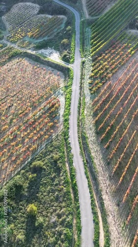 Aerial view of vineyards in autumn in the La Rioja appellation region of Spain.