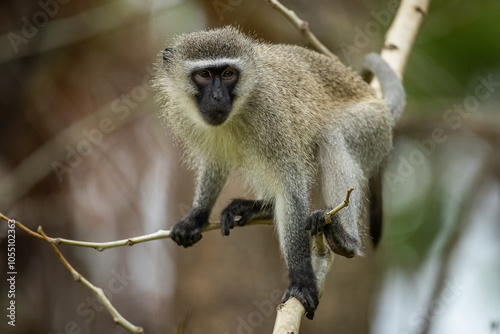 Canvas Print Curious vervet monkey on a tree branch