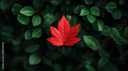 Bright red leaf standing out on a green tree deep in a dense forest, capturing the moment of seasonal transformation. forest leaf, autumn signal