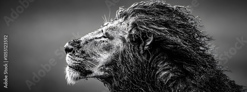 Majestic lion with windswept mane in black and white.
