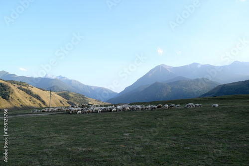 flock of sheep graze in the mountains, dogs are shepherds