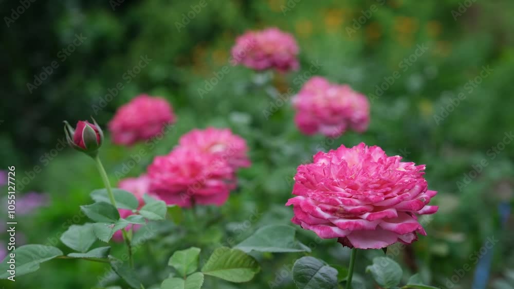 A pink color roses blowing in the wind A pink color roses blowing in the wind