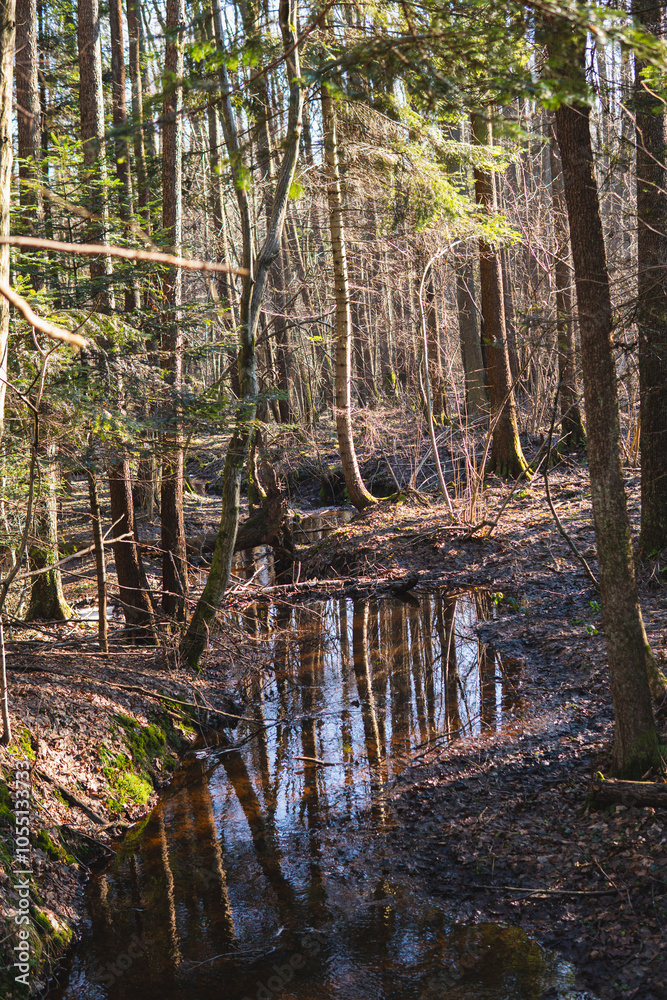 Obraz premium Small stream in the middle of the forest during winter season