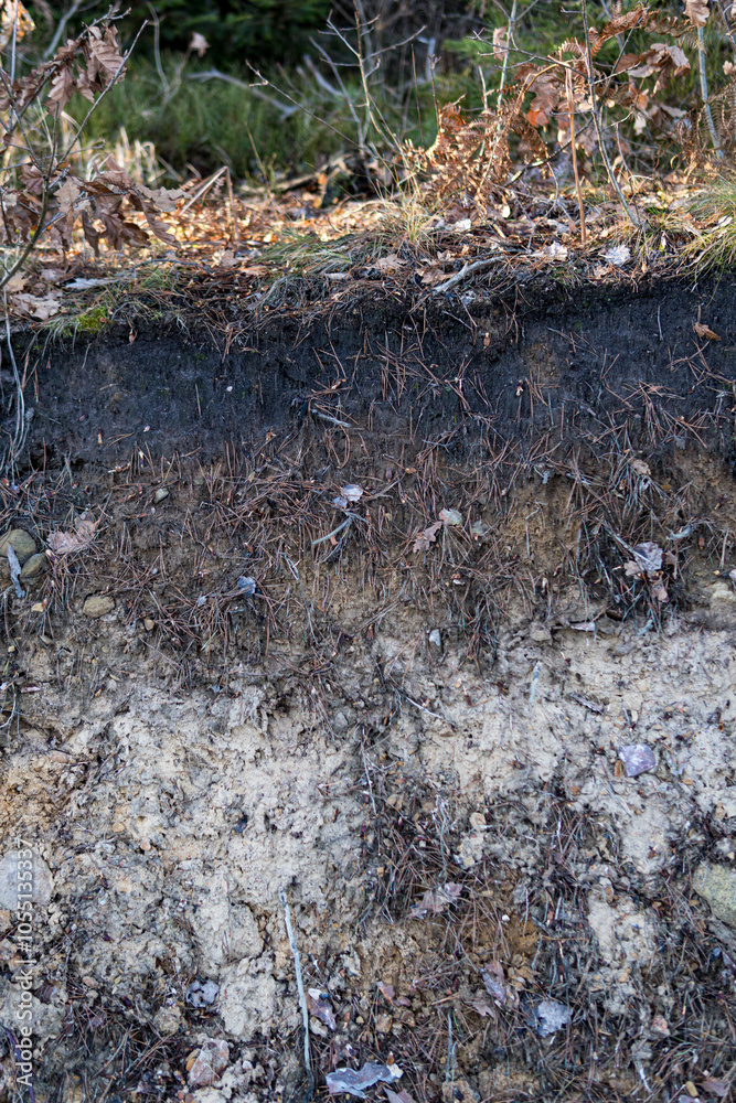 podzolic soil layer formed under coniferous forest podzolic soil layer formed under coniferous forest