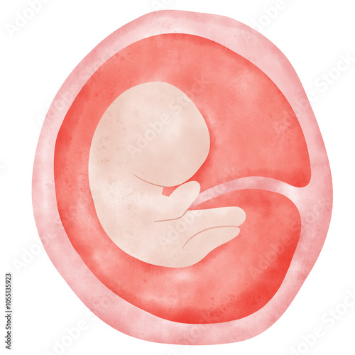 Φωτογραφία Fetal development process, Stages of pregnancy