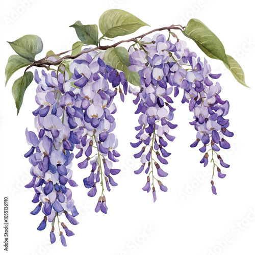 wisteria flower watercolor clipart illustration
