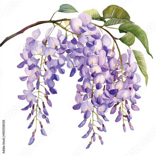 wisteria flower watercolor clipart illustration