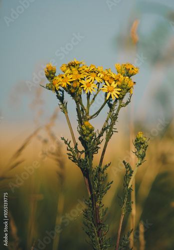 Jacobaea vulgaris which is a common weed growing in the field photo