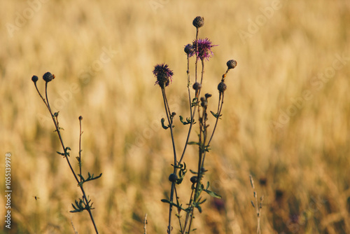 Detail of Cirsium pannonicum growing in the field in countryside photo