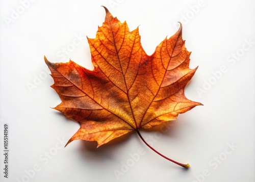 Aerial View of a Single Rust-Colored Leaf on White Background, Symbolizing Simplicity and Autumn Aesthetic