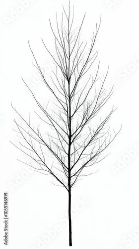 A single bare tree stands tall against a white background.