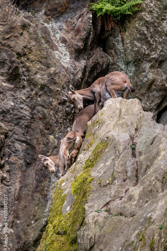 Two little goats. Alpine ibex. Capra ibex. Bouquetin climbing on the mountain.