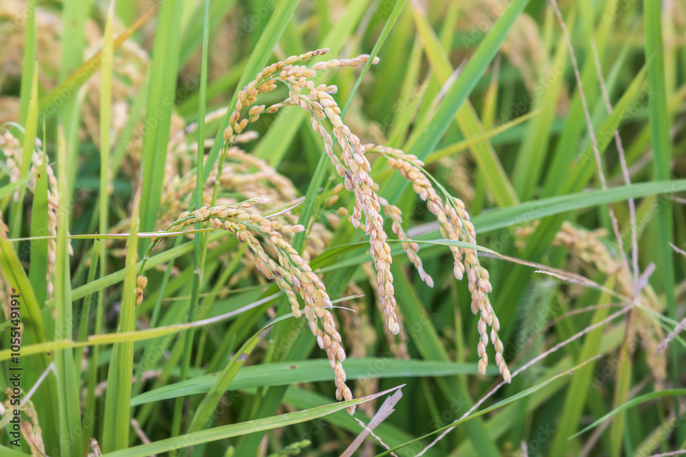 Autumn grains - ears of rice with their heads bowed. Autumn grains - ears of rice with their heads bowed.