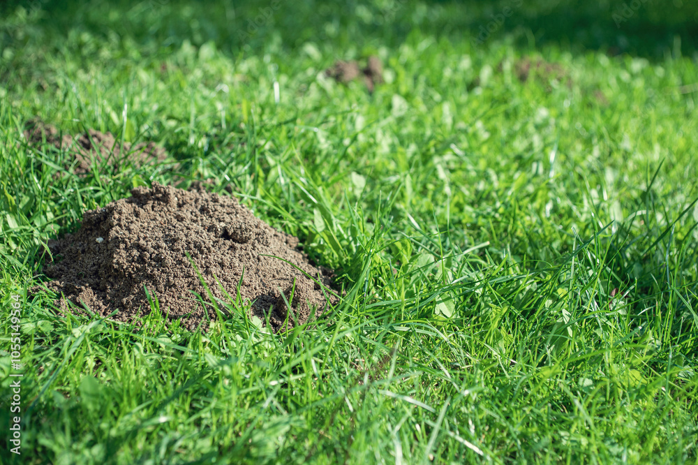 Mole holes in the lawn Mole holes in the lawn