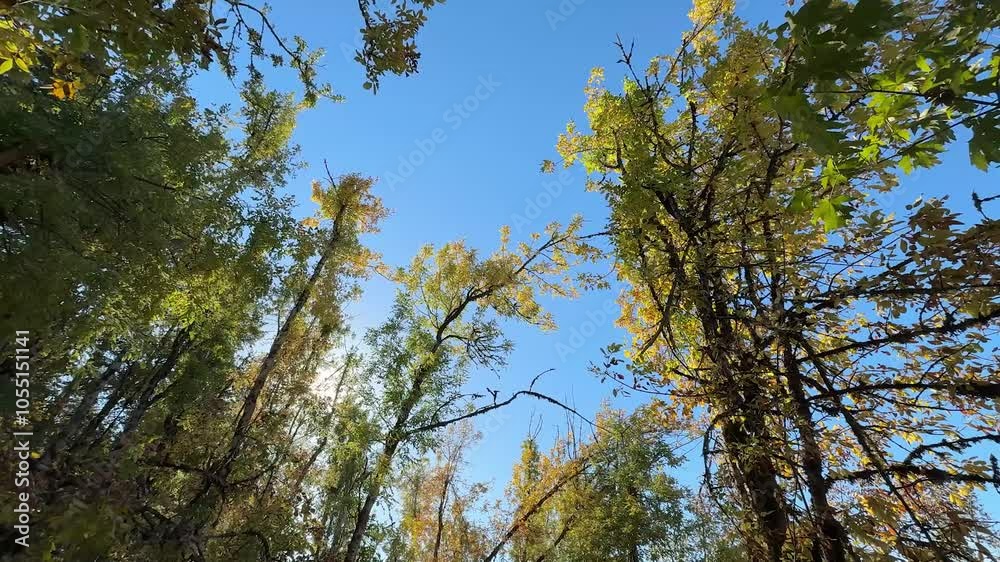 Early autumn trees on a bright sunny day Early autumn trees on a bright sunny day