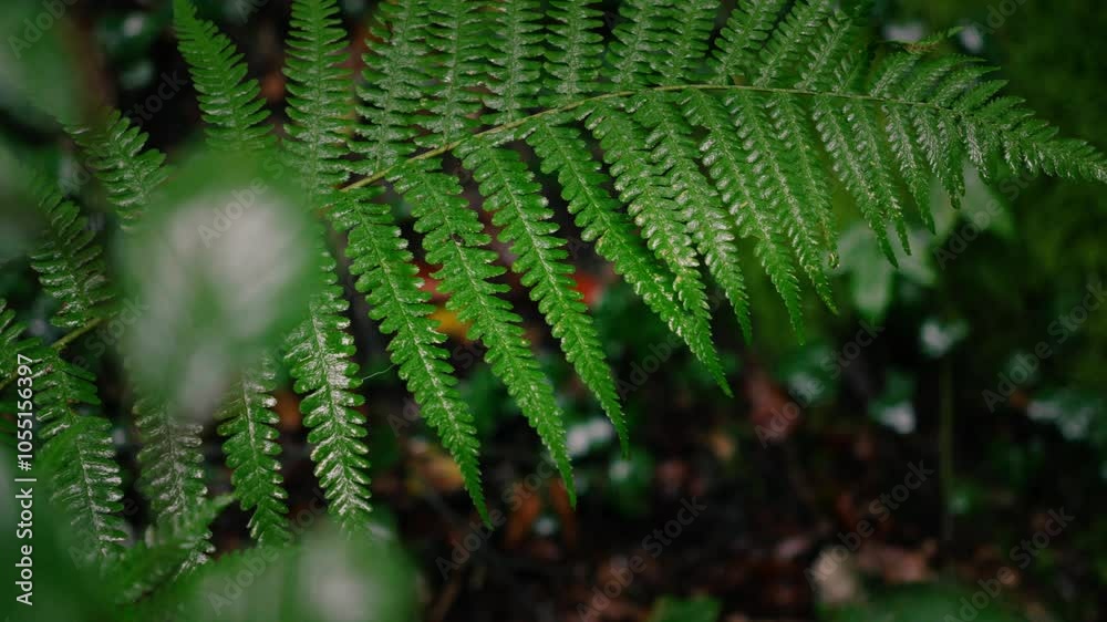 Fern leaf swinging in the wind and rain with blurred foreground fern leaves Fern leaf swinging in the wind and rain with blurred foreground fern leaves