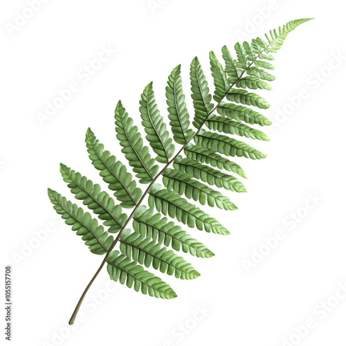 A single green fern frond isolated on a black background.