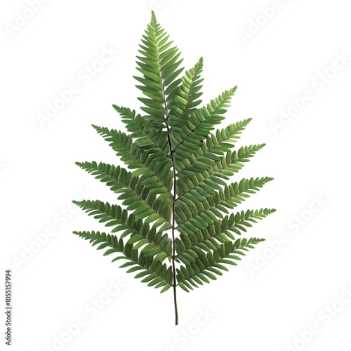 A single green fern frond isolated on a black background. (2)