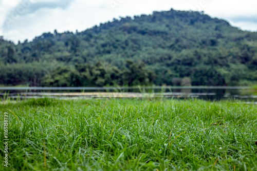 Grassy fields by the lake, landscape, pristine nature and the abundance of forest resources in rural areas, tropical countries, Asia.
