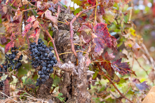 Dark grapes hang temptingly among vivid autumn leaves on a sturdy vine, capturing nature's bounty and the allure of the traditional harvest season in vineyards in La Rioja Spain photo