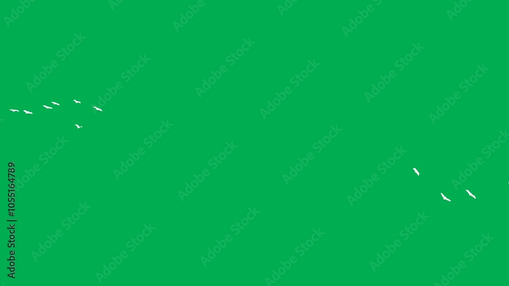 animation video of white birds flying on green background 