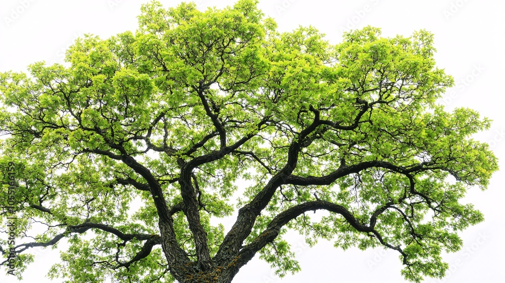 2410 104.A high-resolution shot of a wide-canopied maple tree, with every leaf and branch captured in fine detail. The tree is placed against a white background, allowing the vivid greens of the 2410 104.A high-resolution shot of a wide-canopied maple tree, with every leaf and branch captured in fine detail. The tree is placed against a white background, allowing the vivid greens of the