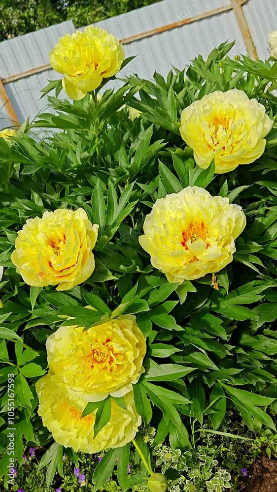 Bright yellow peonies in full bloom with lush green foliage in a garden setting. The vibrant petals and rich greenery create a striking contrast. Vertical video. Bright yellow peonies in full bloom with lush green foliage in a garden setting. The vibrant petals and rich greenery create a striking contrast. Vertical video.