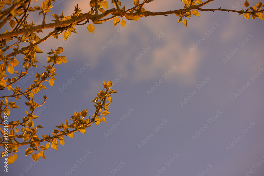 Tree branch, evening and twilight outdoor with autumn leaves, cloud and sunset in nature. Mockup space, plants and wood with fall, growth and botanical garden below with colorful sky and desk Tree branch, evening and twilight outdoor with autumn leaves, cloud and sunset in nature. Mockup space, plants and wood with fall, growth and botanical garden below with colorful sky and desk
