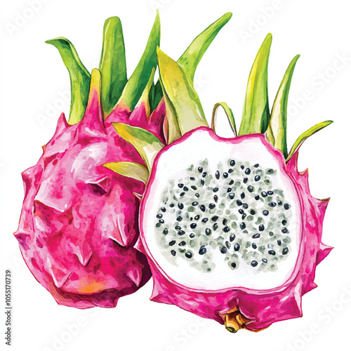 Dragon fruit watercolor clipart illustratration
