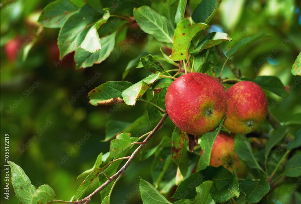 Nature, farm and apple on trees in orchard for growth, harvest and organic produce outdoors. Agriculture, natural background and fruit for sustainability, ecology and healthy food in countryside Nature, farm and apple on trees in orchard for growth, harvest and organic produce outdoors. Agriculture, natural background and fruit for sustainability, ecology and healthy food in countryside