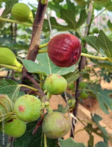 Fresh figs fruit also known as ficus carica on the branch of a fig tree