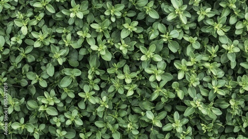 Wallpaper Mural A background completely packed with fresh thyme sprigs, tightly arranged to create a fragrant, green surface with delicate leaves filling every space. Torontodigital.ca