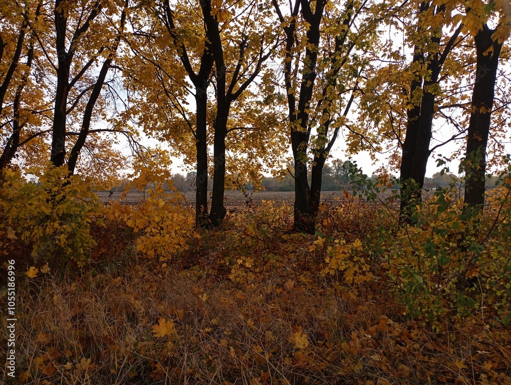 A row of yellow maples on the edge of the field. Autumn in the forest with yellow leaves on the trees. Autumn landscape. A row of yellow maples on the edge of the field. Autumn in the forest with yellow leaves on the trees. Autumn landscape.
