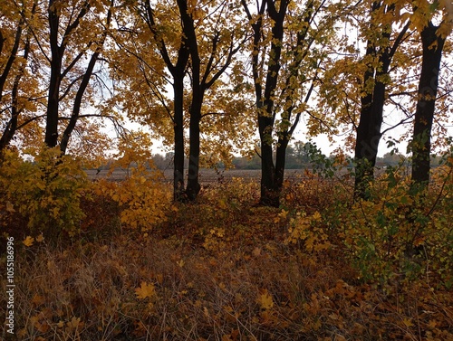 A row of yellow maples on the edge of the field. Autumn in the forest with yellow leaves on the trees. Autumn landscape.